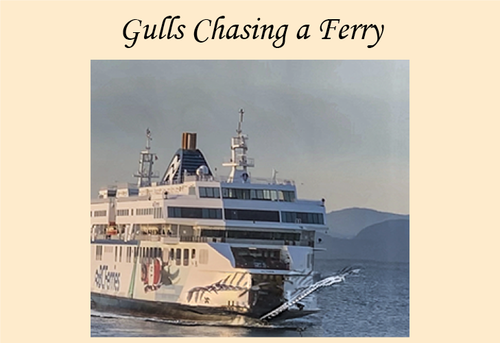 Gulls chasing a ferry